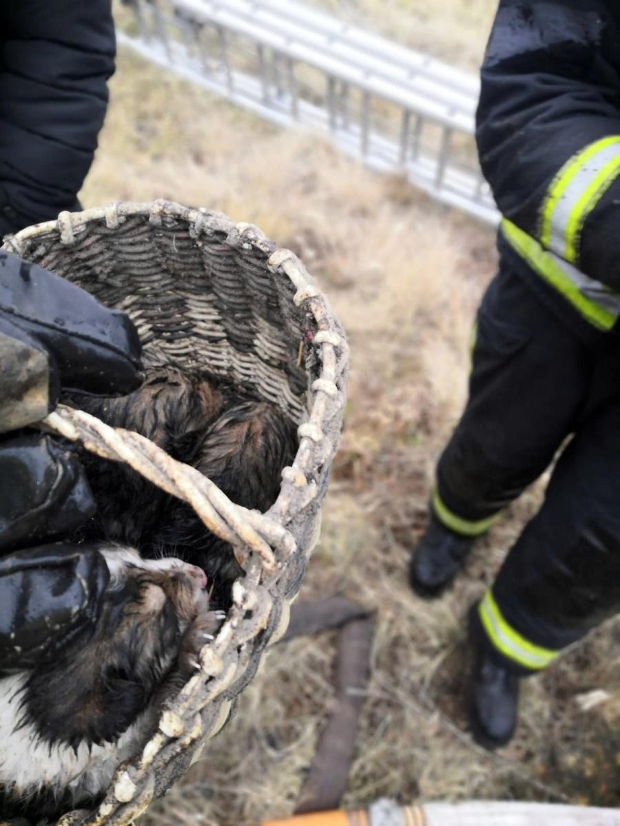 В Филимоново пожарные спасли из подпола горящего дома девять щенков