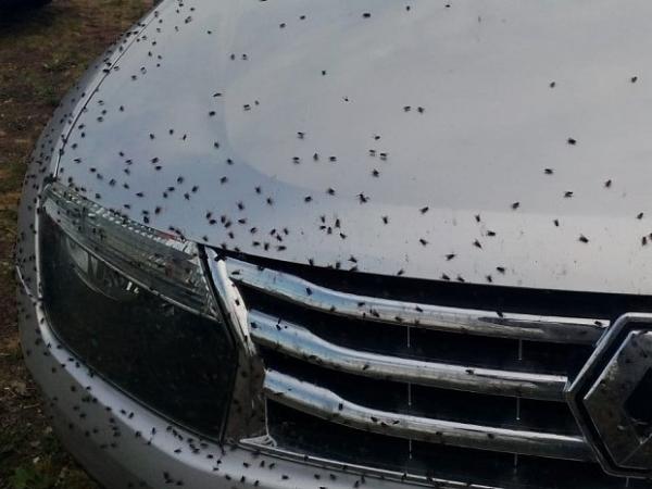 Причина нашествия мух возле посёлка Тимирязевский найдена  - Южноуралец - Газета