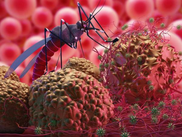 Малярия — скрытая угроза для путешественников  - Южноуралец - Газета