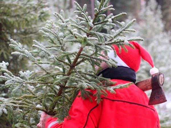 Против незаконной рубки новогодних деревьев - Южноуралец - Газета